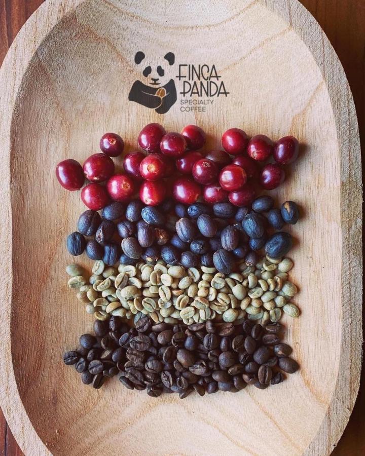Finca Panda Boquete Ngoại thất bức ảnh